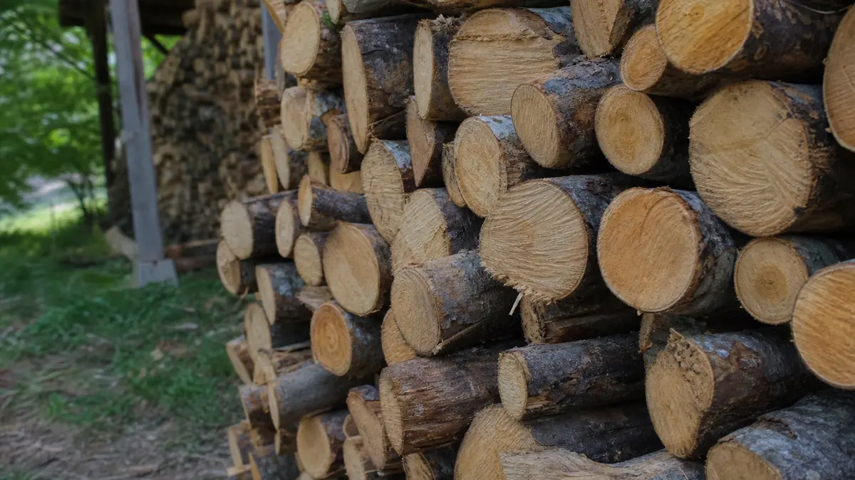 peuplier bois de chauffage